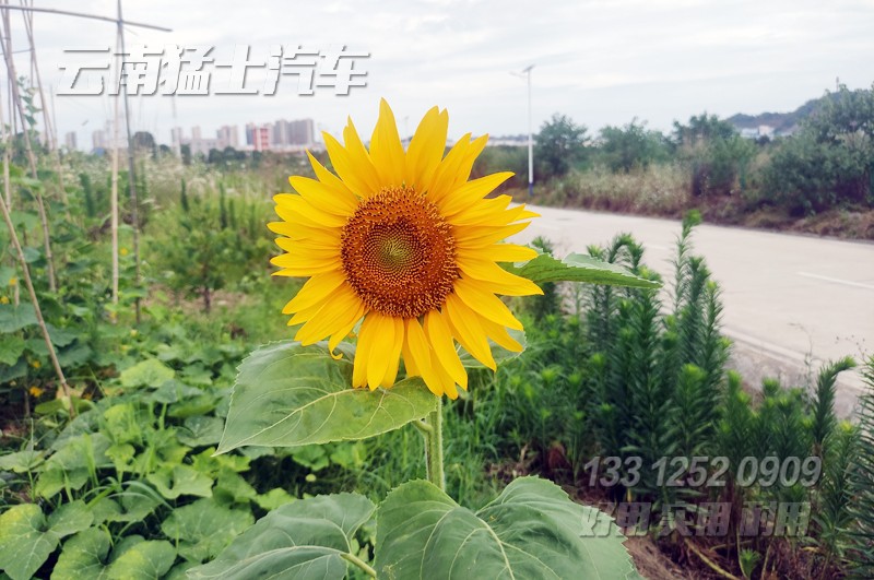 東風(fēng)四驅(qū)六驅(qū),越野卡車,東風(fēng)卡車,出口卡車,東風(fēng)車出口,車輛測(cè)試